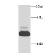 WB analysis of HeLa cells, using MRPL12 antibody (1/1000 dilution).