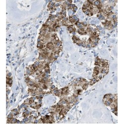 Mitochondrial Ribosomal Protein L13 (MRPL13) Antibody