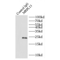 Mitochondrial Ribosomal Protein L13 (MRPL13) Antibody
