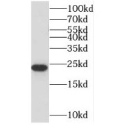 WB analysis of HeLa cells, using MRPL13 antibody (1/500 dilution).