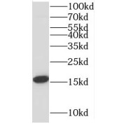 WB analysis of HEK-293 cells, using MRPL14 antibody (1/300 dilution).