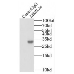 Mitochondrial Ribosomal Protein L24 (MRPL24) Antibody