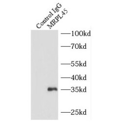 Mitochondrial Ribosomal Protein L45 (MRPL45) Antibody