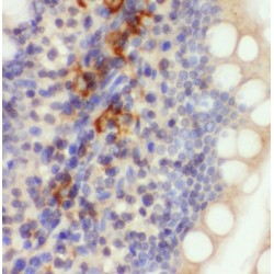 Mitochondrial Ribosomal Protein L47 (MRPL47) Antibody