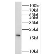 WB analysis of HeLa cells, using MRPS11 antibody (1/500 dilution).