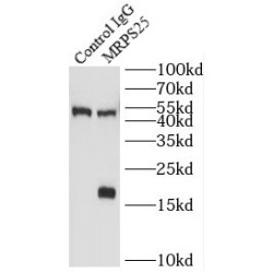 Mitochondrial Ribosomal Protein S25 (MRPS25) Antibody