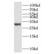 WB analysis of HeLa cells, using MTERF antibody (1/400 dilution).