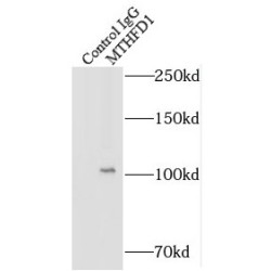 C-1-Tetrahydrofolate Synthase, Cytoplasmic (MTHFD1) Antibody