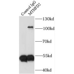 Bifunctional Methylenetetrahydrofolate Dehydrogenase/cyclohydrolase, Mitochondrial (MTHFD2) Antibody