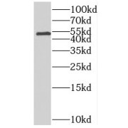 WB analysis of mouse liver tissue, using MTRF1 antibody (1/300 dilution).