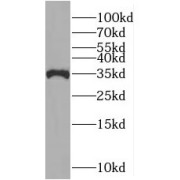 WB analysis of Transfected HEK-293 cells, using MUL1 antibody (1/1000 dilution).