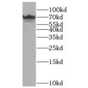 WB analysis of HEK-293 cells, using MUPCDH antibody (1/300 dilution).