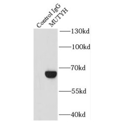 MutY Homolog (MUTYH) Antibody