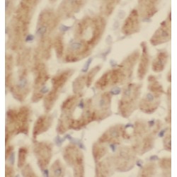 Myosin-6 (MYH6) Antibody