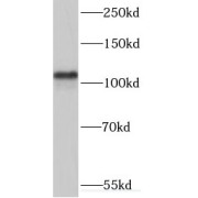 WB analysis of HeLa cells, using MYO19 antibody (1/1000 dilution).