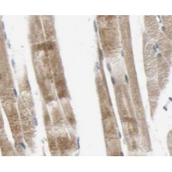 Myosin 2a Antibody