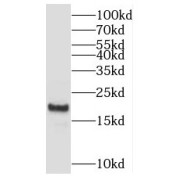 WB analysis of mouse heart tissue, using MYL2 antibody (1/1000 dilution).