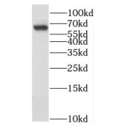 WB analysis of HepG2 cells, using NAGS antibody (1/500 dilution).