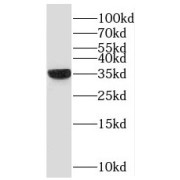 WB analysis of HepG2 cells, using NAPG antibody (1/1000 dilution).