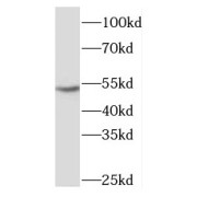 WB analysis of human liver tissue, using NARF antibody (1/400 dilution).