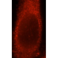 Next To BRCA1 Gene 1 Protein (NBR1) Antibody