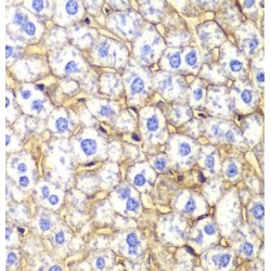 N-cadherin Antibody