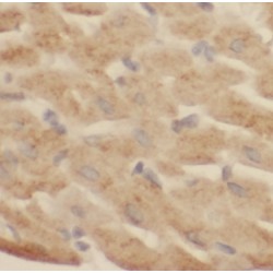 N-cadherin Antibody