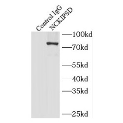 NCK-Interacting Protein With SH3 Domain (NCKIPSD) Antibody
