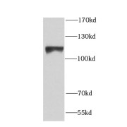 WB analysis of HEK-293 cells, using NCL antibody (1/1000 dilution).