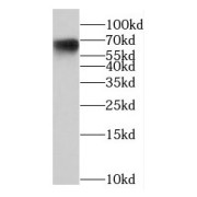 WB analysis of HEK-293 cells, using NCOA5 antibody (1/600 dilution).