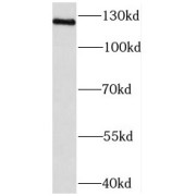 WB analysis of HEK-293 cells, using NCOA7 antibody (1/1000 dilution).