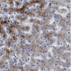 NADH Dehydrogenase 1 (ND1) Antibody