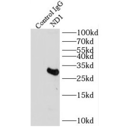 NADH Dehydrogenase 1 (ND1) Antibody