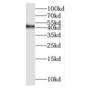 WB analysis of mouse brain tissue, using ND2 antibody (1/300 dilution).