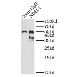 NudE Neurodevelopment Protein 1 Like 1 (NDEL1) Antibody