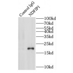 NEDD4 Family-Interacting Protein 1 (NDFIP1) Antibody