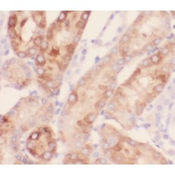 NDUFA4, Mitochondrial Complex Associated Like 2 (NDUFA4L2) Antibody