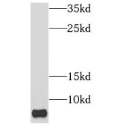 WB analysis of A375 cells, using NDUFB1 antibody (1/400 dilution).