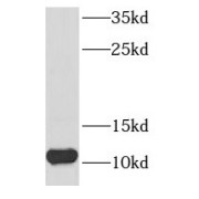 WB analysis of human heart tissue, using NDUFB3 antibody (1/500 dilution).