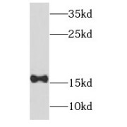 WB analysis of mouse skeletal muscle tissue, using NDUFB6 antibody (1/800 dilution).