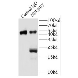 NADH Ubiquinone Oxidoreductase Subunit B7 (NDUFB7) Antibody