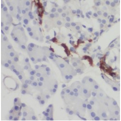 N-Terminal EF-Hand Calcium Binding Protein 3 (NECAB3) Antibody