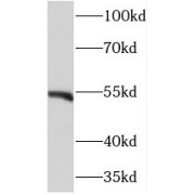 WB analysis of HeLa cells, using NEK11 antibody (1/400 dilution).