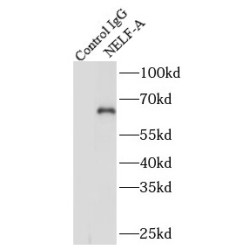 Negative Elongation Factor A (NELFA) Antibody