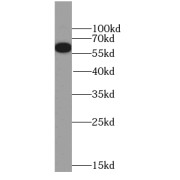 WB analysis of HeLa cells, using NELF-A antibody (1/1000 dilution).