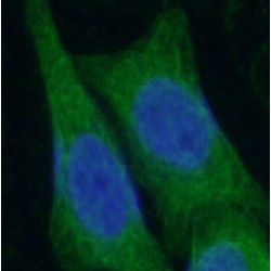 Neudesin (NENF) Antibody