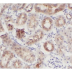 Neudesin (NENF) Antibody