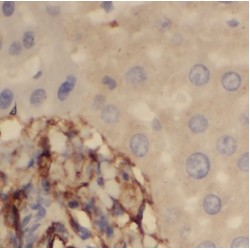Neuraminidase 4 (NEU4) Antibody