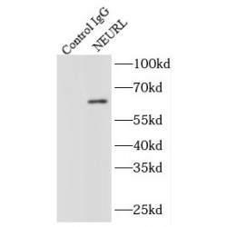 Neuralized E3 Ubiquitin Protein Ligase 1 (NEURL) Antibody