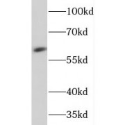 WB analysis of mouse brain tissue, using NEURL antibody (1/800 dilution).